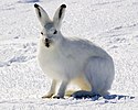 A snow camouflaged Arctic hare