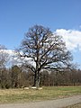 Quercus robur in Ruissalo.jpg