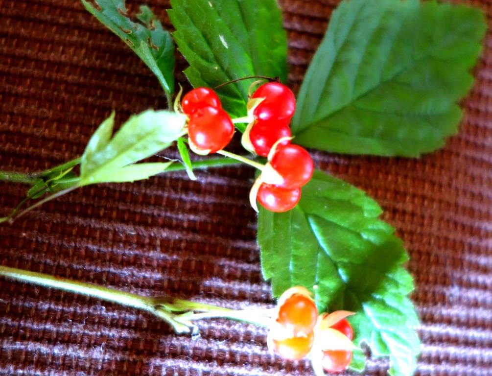 Фото ягоды костяники