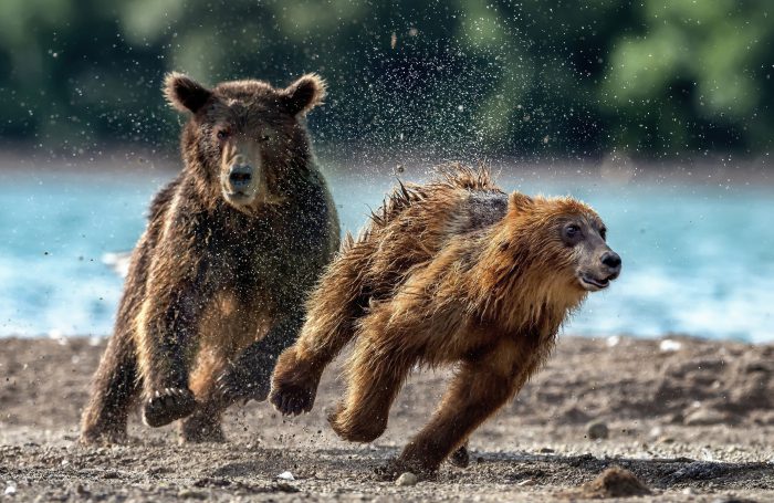 медведь бежит
