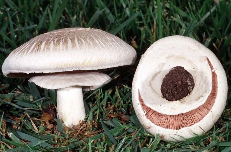 Печерица желтокожая (Agaricus xanthodermus)