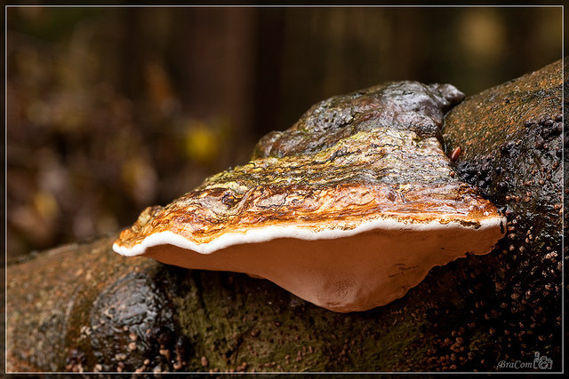 Ganoderma lipsiense