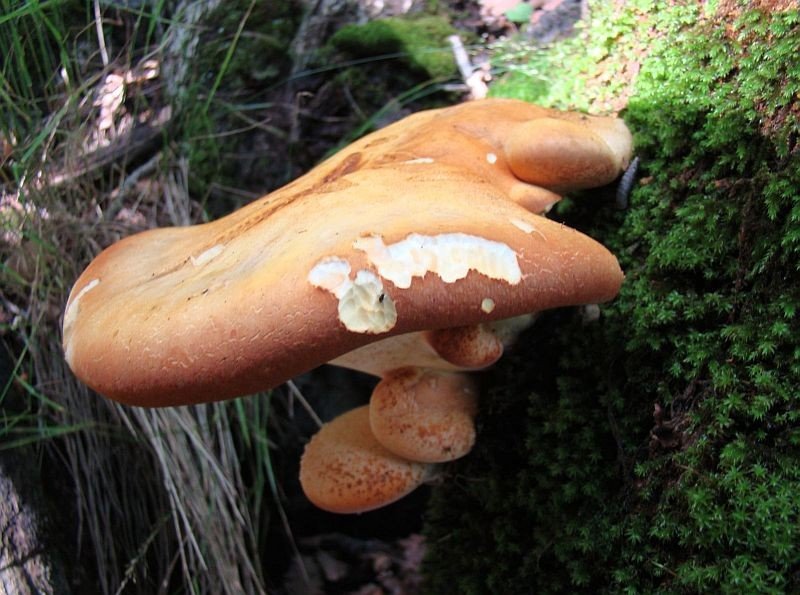 Трутовик дубовый (Piptoporus quercinus)