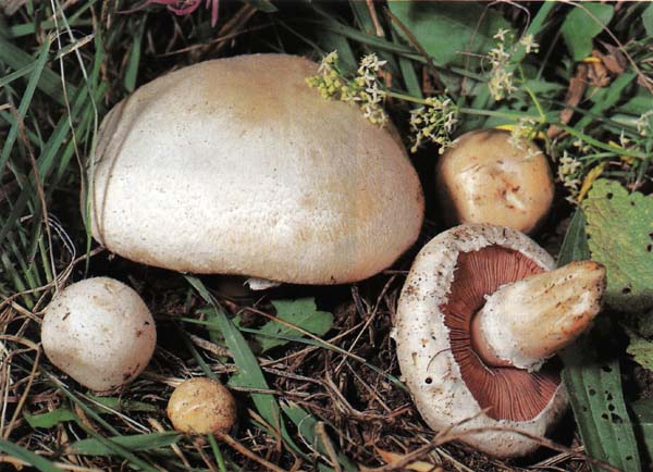 Печерица Agaricus campestris