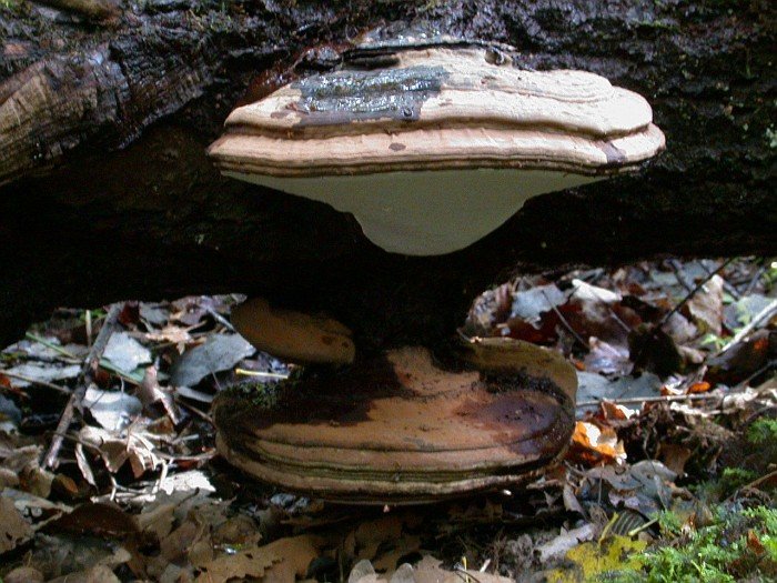 Трутовик плоский (Ganoderma lipsiense)