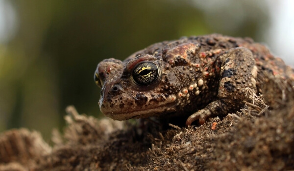 Фото: Земляная жаба