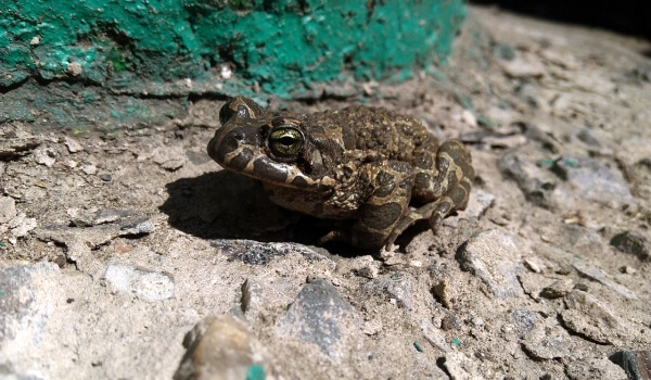 Фото: Земляная жаба земноводное