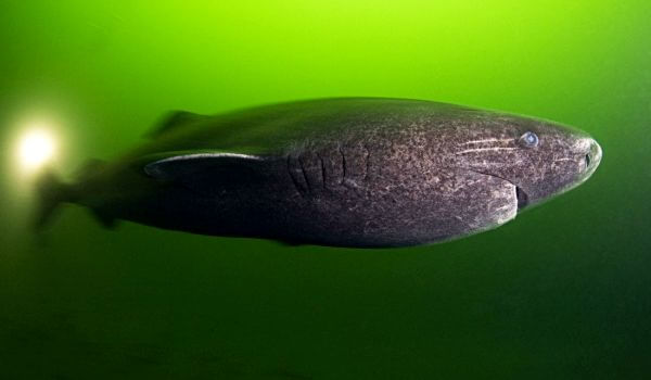 Фото: Старая гренландская акула