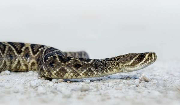 Фото: Змея щитомордник
