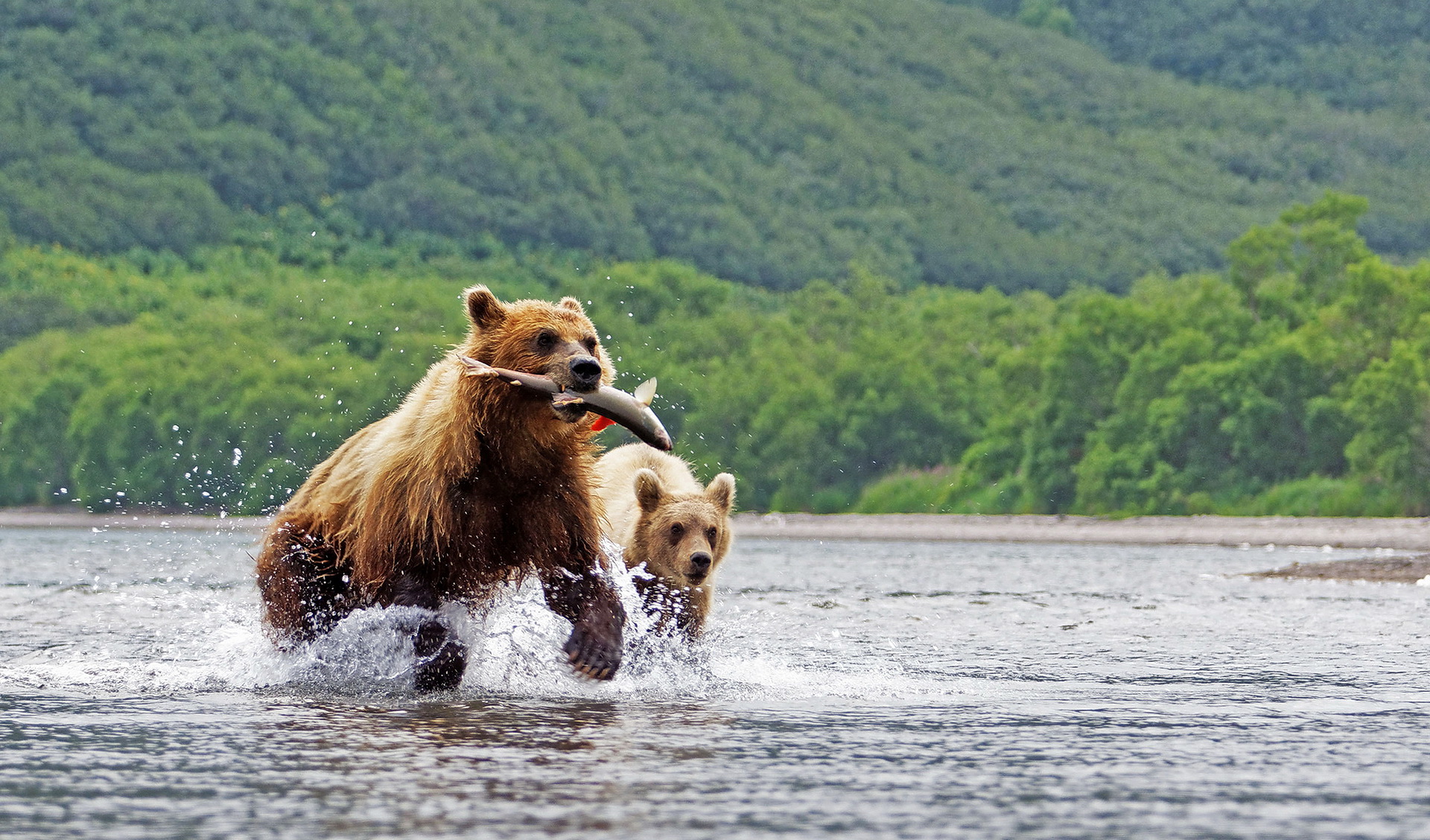 Медведи ловят рыбу во время нереста
