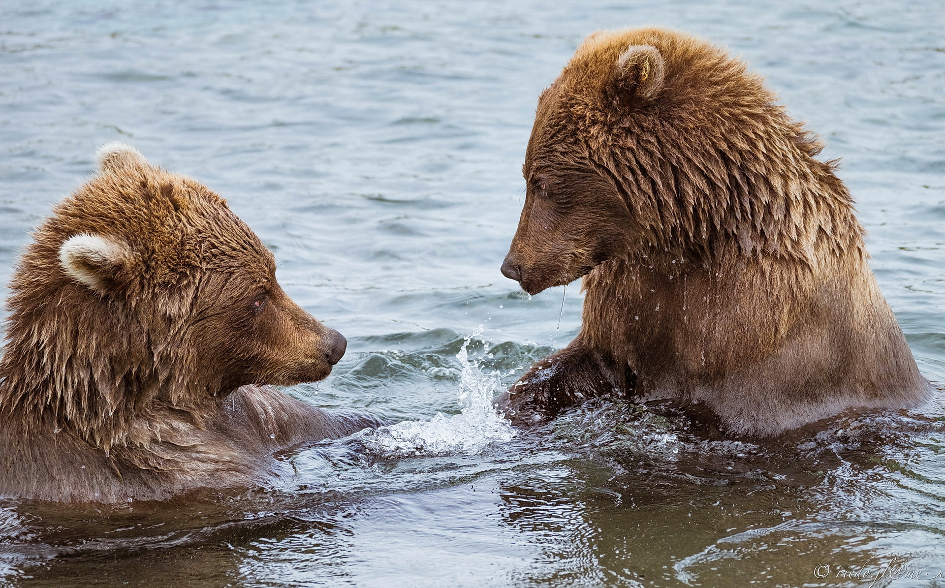 Два медведя в воде