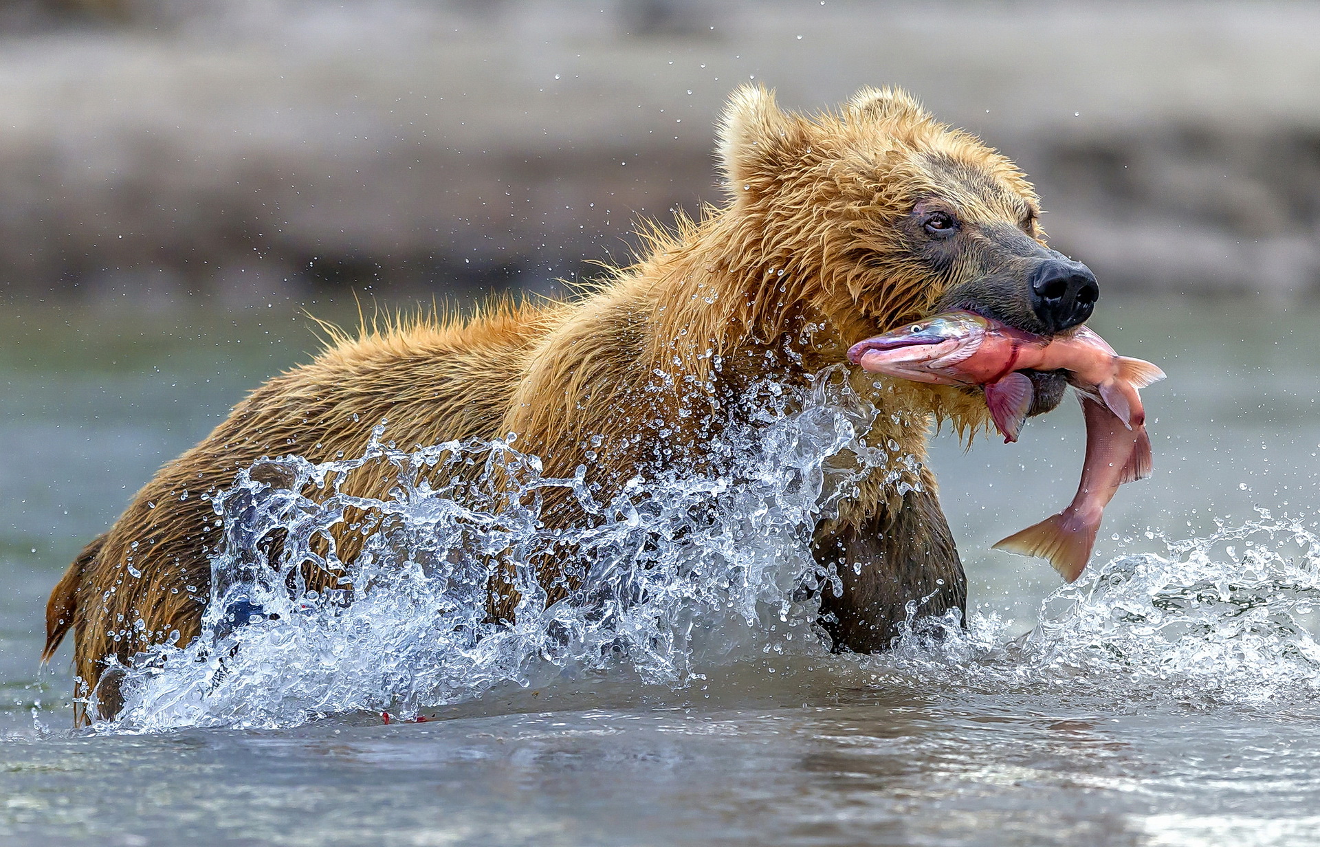 Медведь поймал рыбу