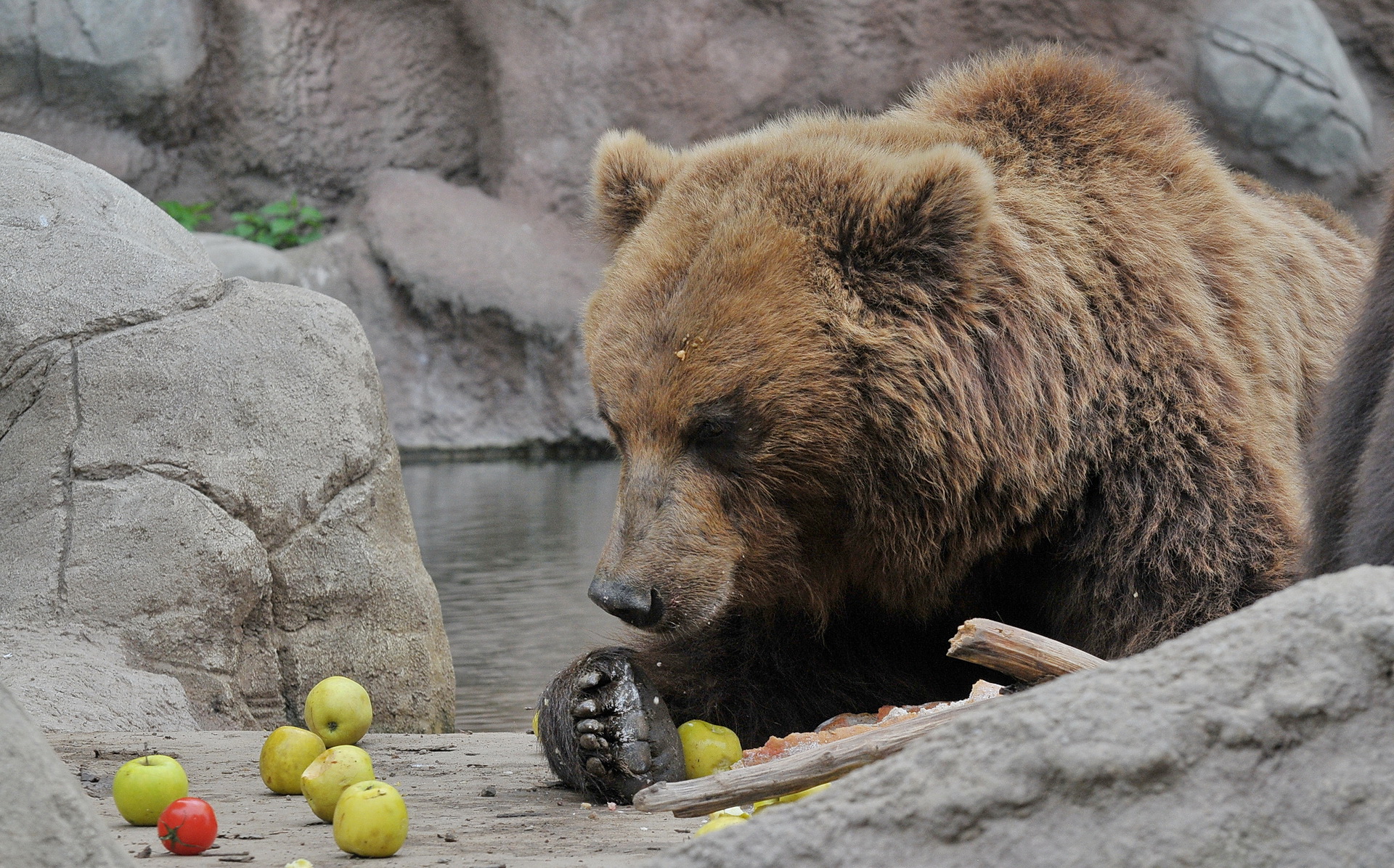 Медведь и яблоки