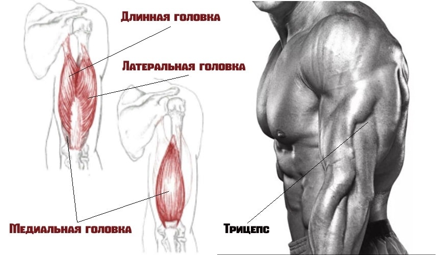Трехглавая мышца плеча(трицепс) 