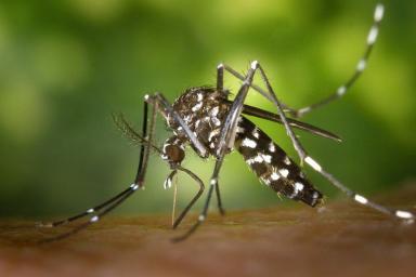 Миру грозит эпидемия смертельных лихорадок из-за комаров. Ученые провалили эксперимент