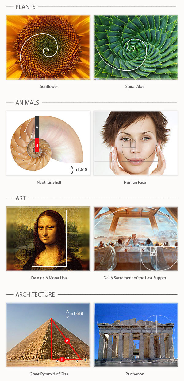 Examples of Golden Ratio in Nature and Art