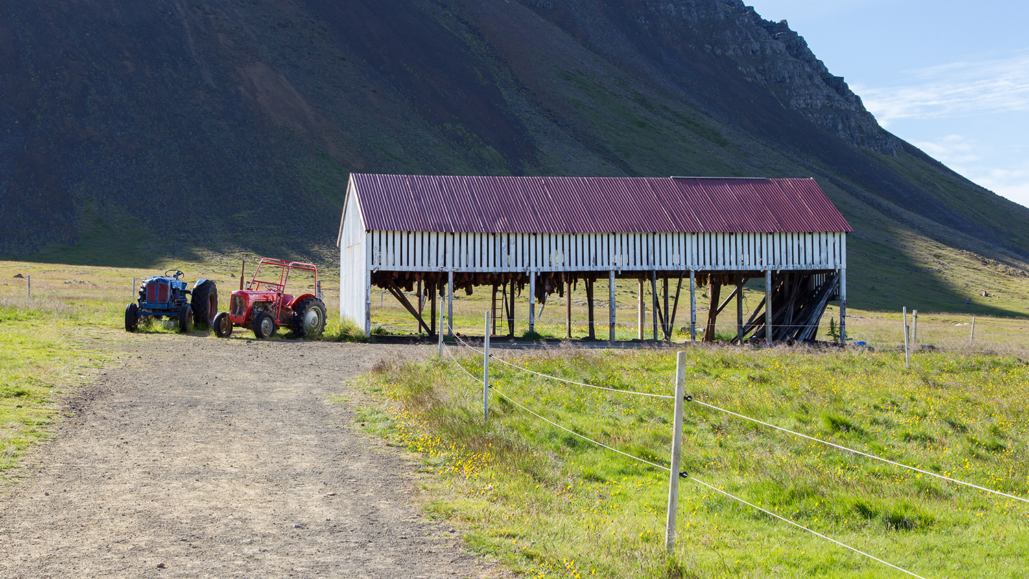 Icelandic fermented shark hanging in an open air shed.