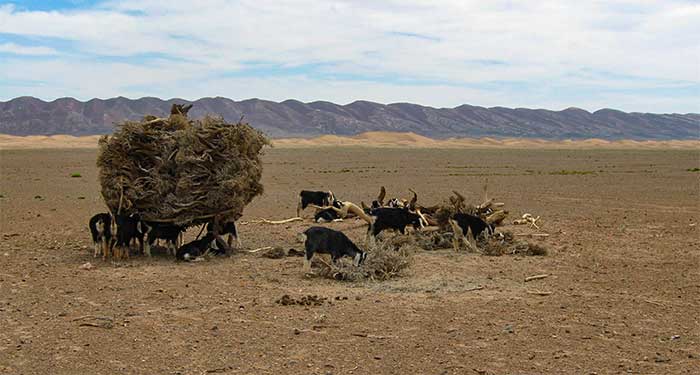 Goats in the Sahara