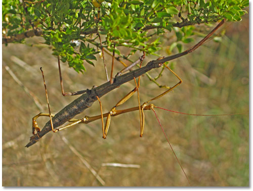 Male and female walking stick mating, a process that may last for hours, days or even weeks, in south central New Mexico. 