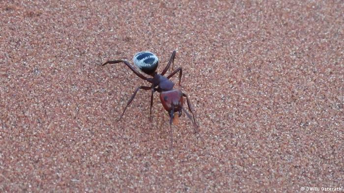 Namib Desert dune ant in Namib desert (DW/B. Osterath)