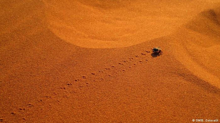 Beetle in the Namib desert (DW/B. Osterath)
