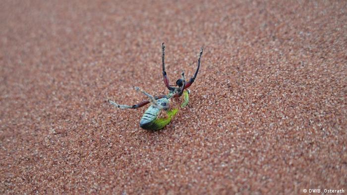 Weevil in Namib desert (DW/B. Osterath)