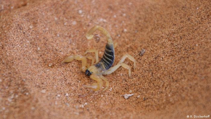 Scorpion in Namib desert (R. Dückerhoff)