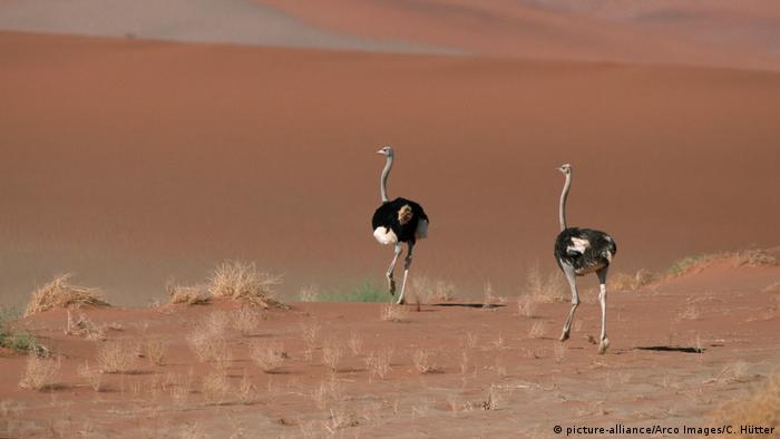 Ostriches in the Namib desert (picture-alliance/Arco Images/C. Hütter)