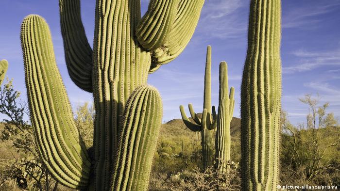 Saguaro cacti, Carnegiea gigantea, in the Sonoran Desert (picture-alliance/prisma)