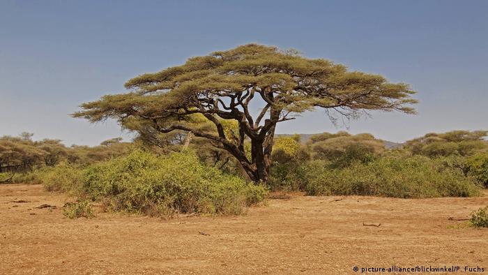 Umbrella thorn acacia (Acacia tortilis) in savanna in Tanzania (picture-alliance/blickwinkel/P. Fuchs)