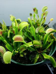 Nearly Adult-sized Venus Fly Traps