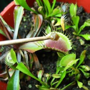 Nearly Adult-sized Venus Fly Traps