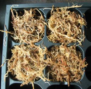 Flytrap Seed Sowing