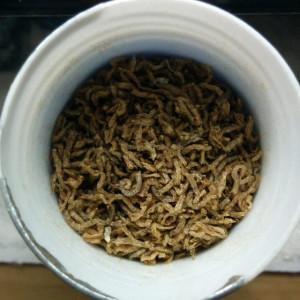 Dehydrated Blood Worms