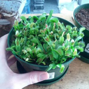 Pot of young, hungry Venus Fly Traps