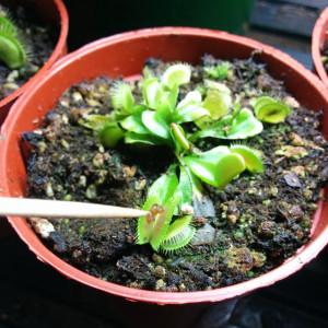 Feed a Venus flytrap