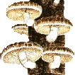 Shiitake Mushrooms