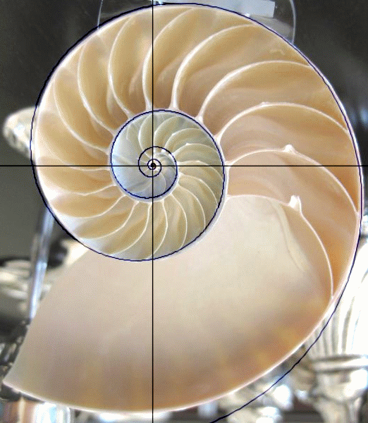 Nautilus with Golden Ratio Spiral Overlay