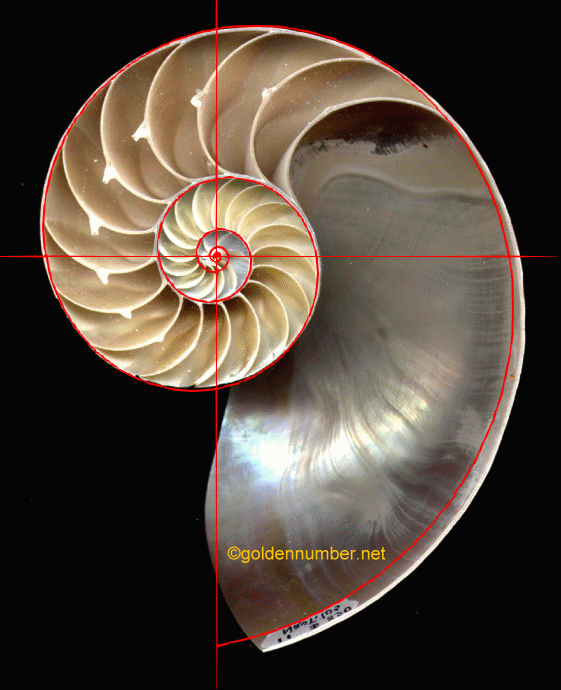 Nautilus shell with Golden Ratio Spiral overlay