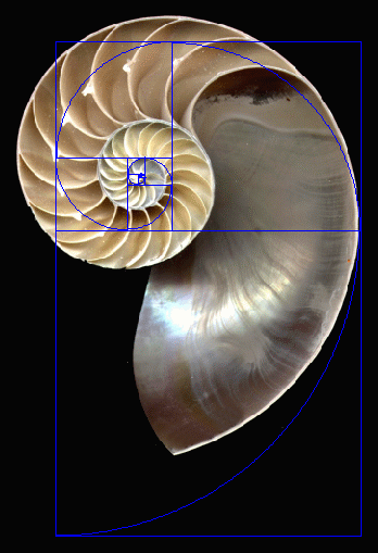 nautilus spiral vs golden spiral