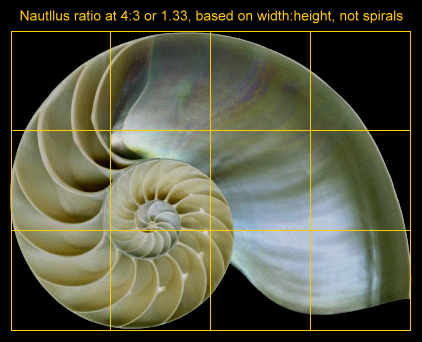 nautilus shell showing 4x3 or 1.33-ratio