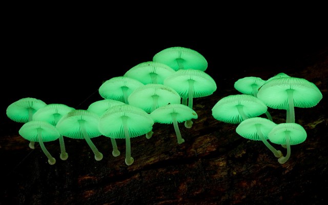 10 самых необычных грибов