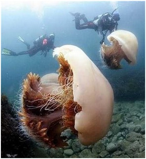 Echizen-Jellyfish-1