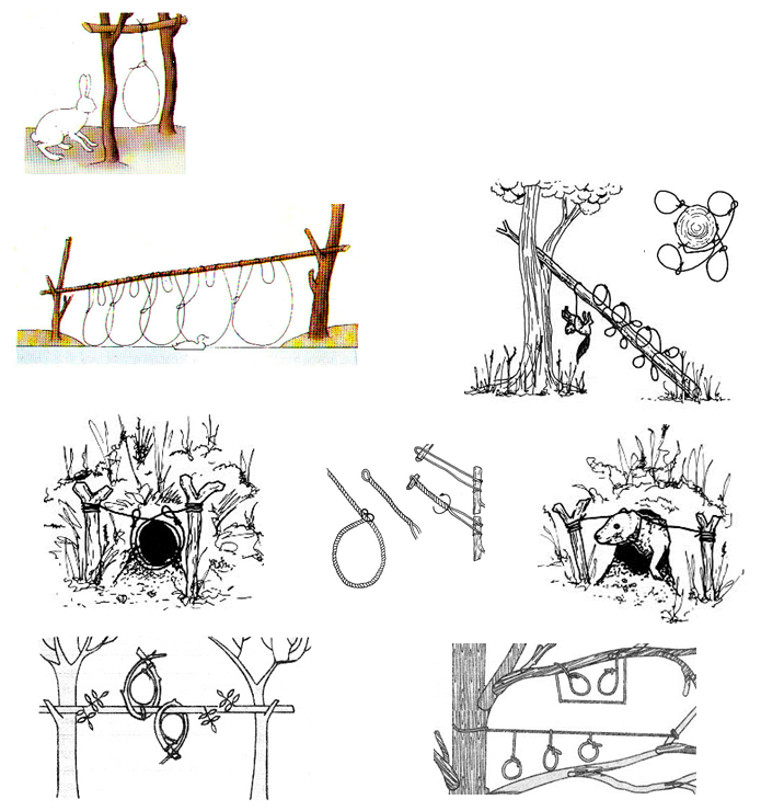 Капканы на кабанов. Охотничьи ловушки и самоловы на кабана. Капкан самолов на кабана. Петлевые ловушки на кабана. Силки для охоты.