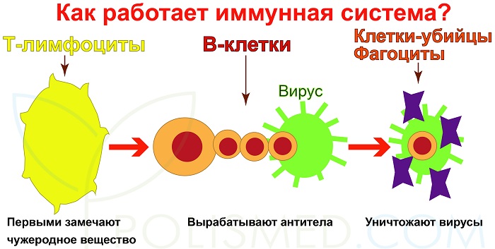 Принцип работы имунной системы