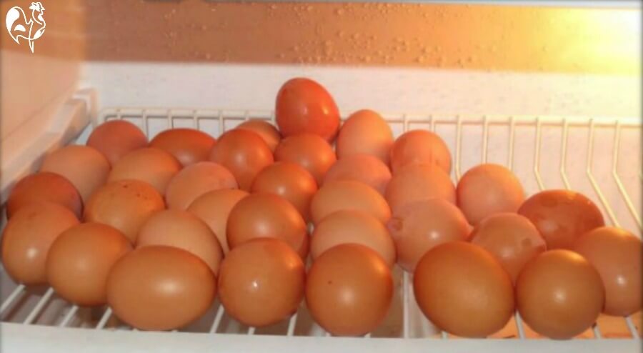 A pile of eggs on a shelf in the fridge.