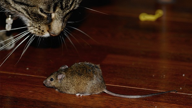 A cat and mouse