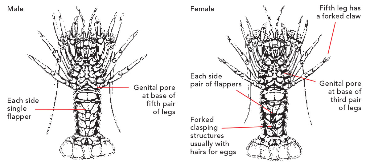 Distinguishing features of male and female rock lobster