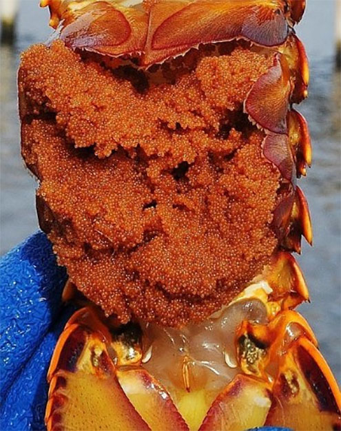 Female rock lobster in berry​