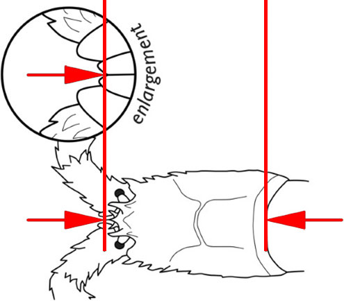 Measuring rock lobster